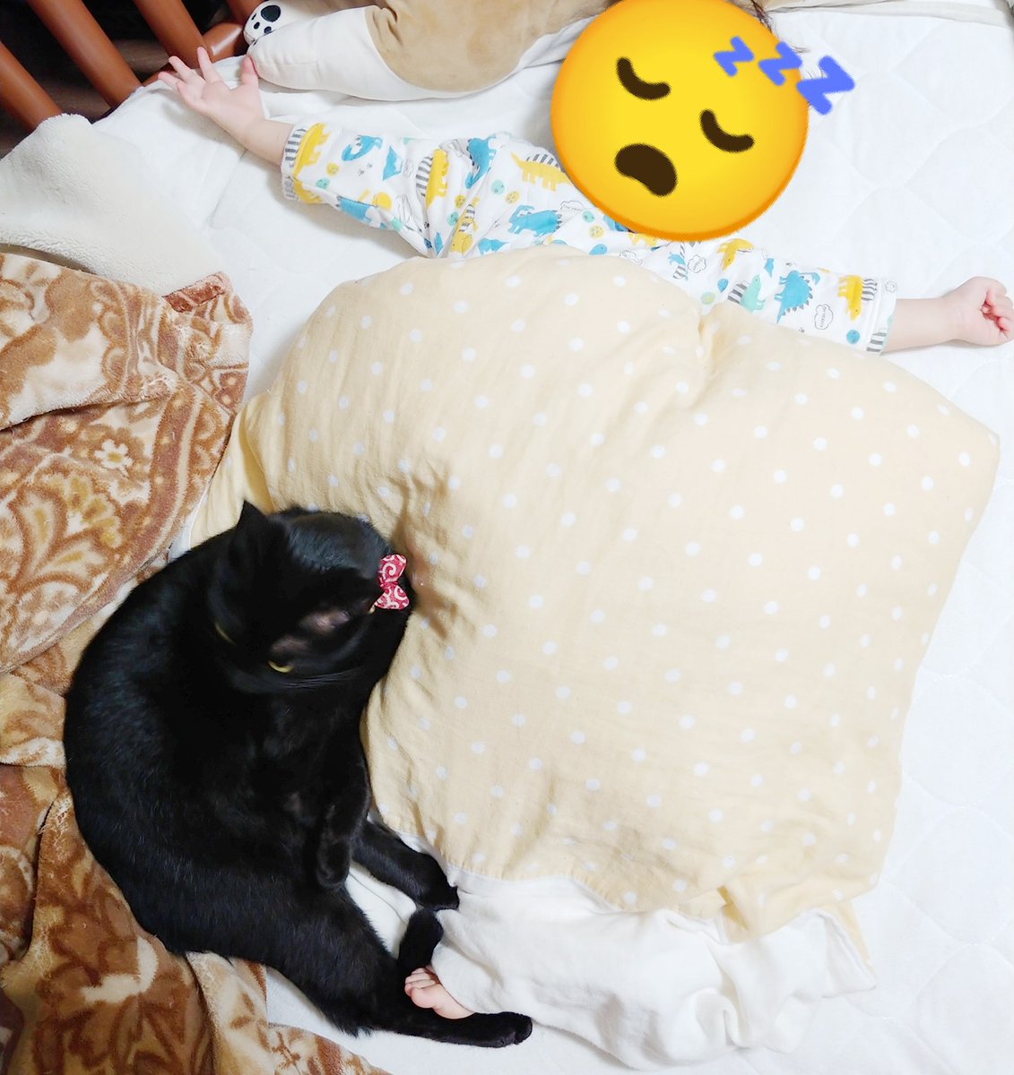 ついふぁん 仔猫を拾ったのでさんの人気ツイート ついふぁん 仔猫を拾ったのでさんの人気ツイート