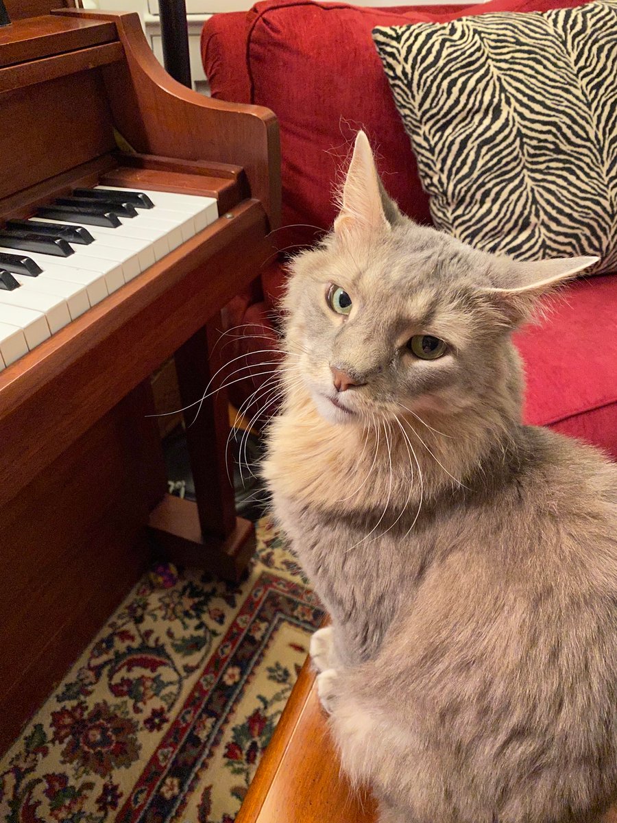 Ezra the Tabby tweet media