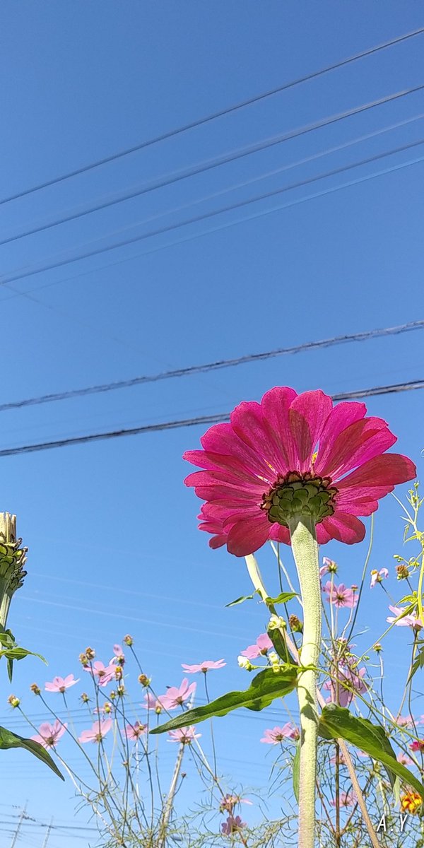 yumeasutw's tweet photo. お日様燦々✨
秋晴れの日曜日の朝☀️

只今の気温🌡️13℃

本日の最高気温🌡️20℃
晴れ☀️
日中はポカポカ陽気の、お出掛け日和となりそうです。

#いまそら #イマソラ
#青空 #bluesky
#空の名前
#百日草 #ジニア
#コスモス #秋桜
#花 #flower
#ミツバチ #蜜蜂 🐝
#a2020 #a1025 #a202010 #a2020105 https://t.co/aM79KwqbEI