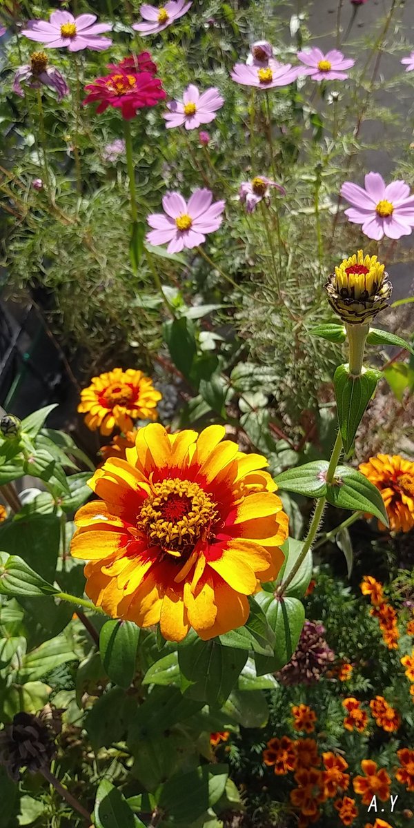 yumeasutw's tweet photo. お日様燦々✨
秋晴れの日曜日の朝☀️

只今の気温🌡️13℃

本日の最高気温🌡️20℃
晴れ☀️
日中はポカポカ陽気の、お出掛け日和となりそうです。

#いまそら #イマソラ
#青空 #bluesky
#空の名前
#百日草 #ジニア
#コスモス #秋桜
#花 #flower
#ミツバチ #蜜蜂 🐝
#a2020 #a1025 #a202010 #a2020105 https://t.co/aM79KwqbEI