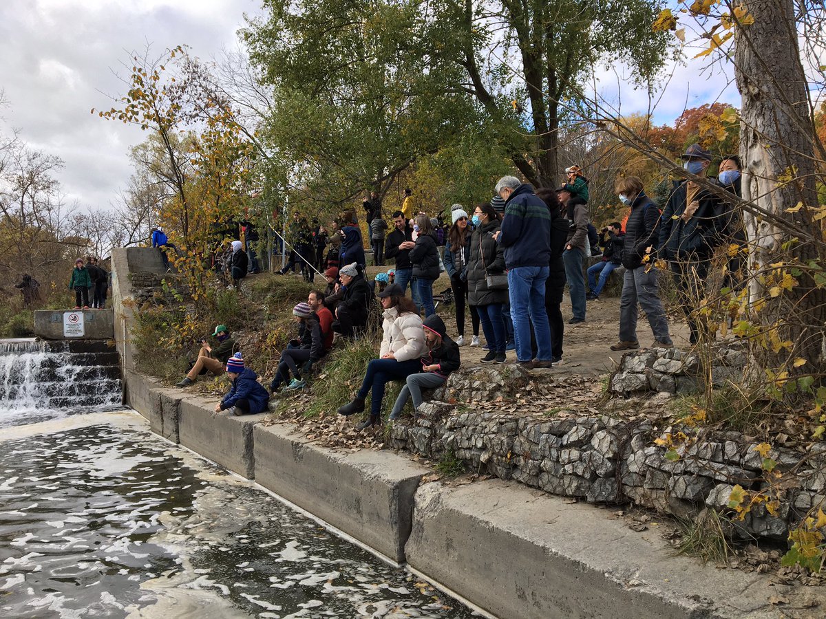 Gil Meslin on Twitter "Best spectator sport in Toronto this weekend