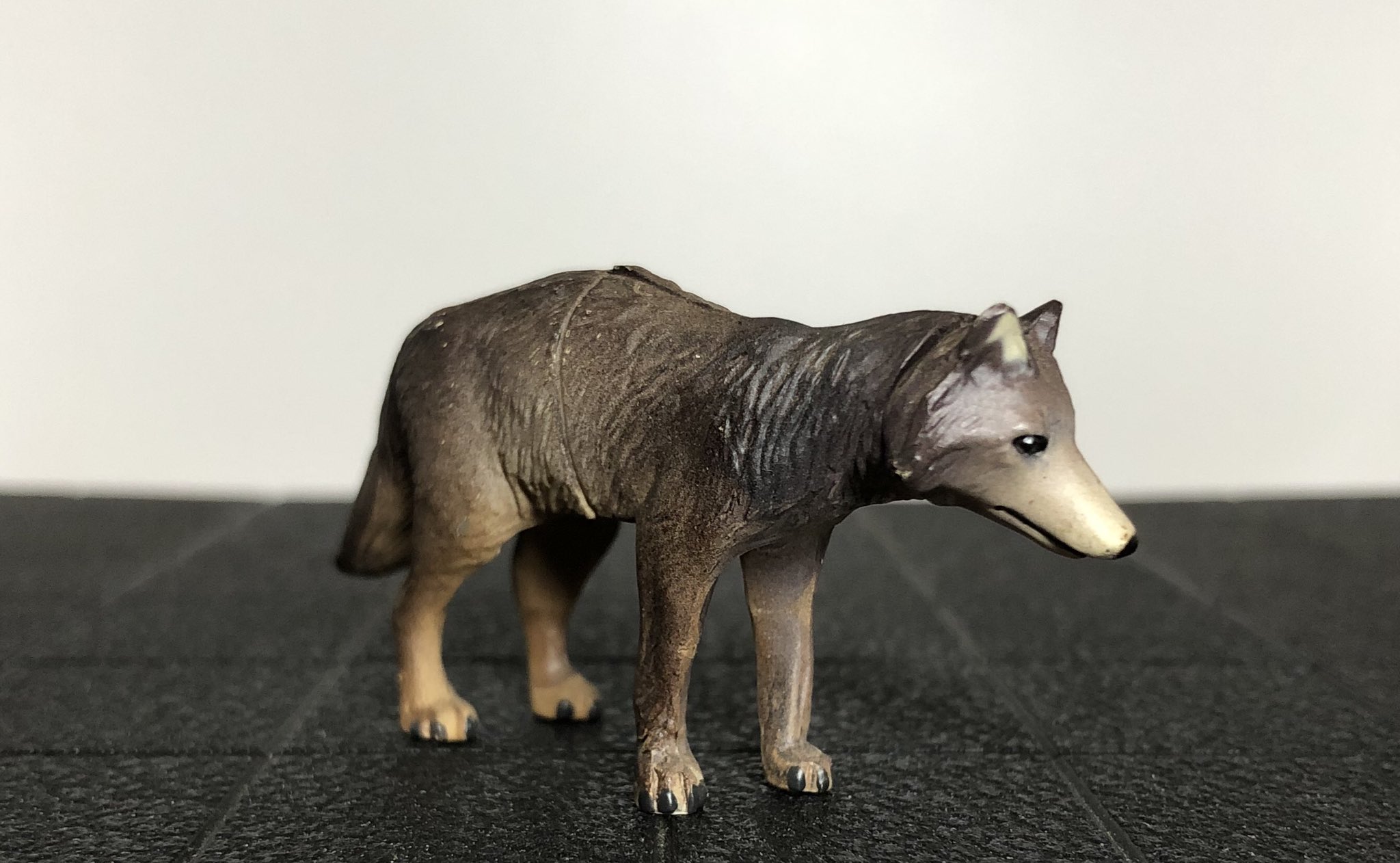 たっと 我が家のコレクション Tmc No 23 チョコエッグ 日本の動物シリーズ ニホンオオカミ 初代は指定した色と違いすぎると原型師の松村先生からクレームが入り即回収さる 2代目も色味が違うと回収され3代目が完成するがお蔵入り 4代目はクラッシック