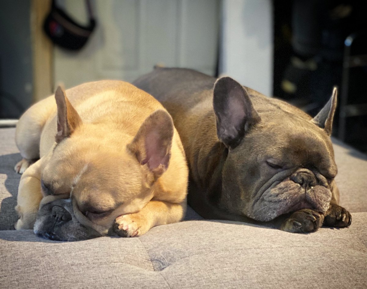 Brudders and bffs 💞
#dogs
#weekendvibes