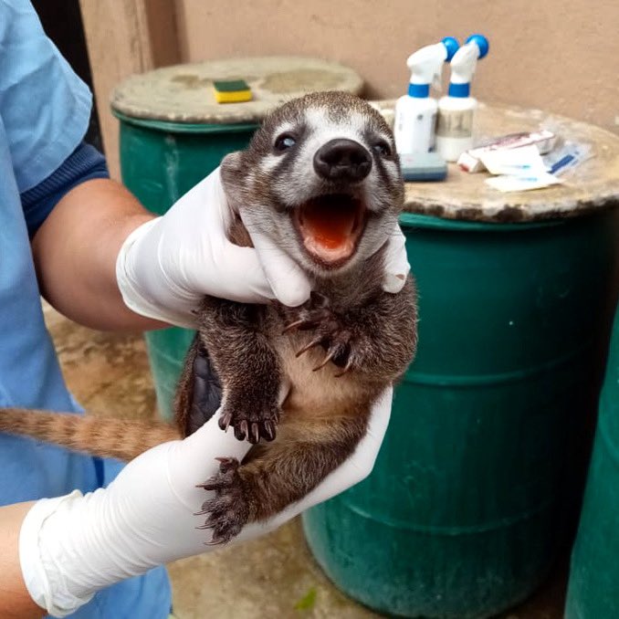 Zoolaaurora's tweet photo. Hay algunos que disfrutan los chequeos de su doctor 👩‍⚕️🐾 

📸 Dra. Andrea 

#zoolaaurora #pizote #bebe https://t.co/QDLCZ0DWQq