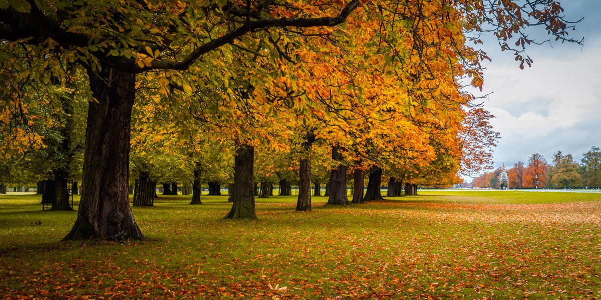 Autumn colours on a grey damp day in #BushyPark 21/10 @theroyalparks @Teddington_Town @BestLondonParks @Visit_Richmond1 @VisitSurrey @SurreyLife @ParksforLondon @EarthandClouds #EarthCapture #Autumnwatch #BeKindToYourParks @BBCSpringwatch