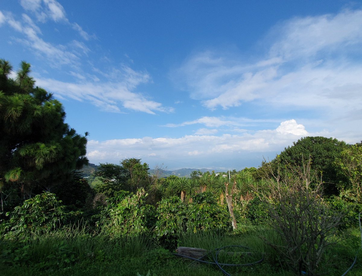 reyes_ticas's tweet photo. "Finca loscPlanes " https://t.co/STCGgJtI1b