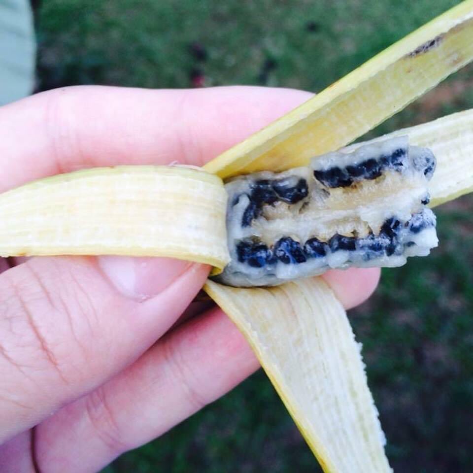 Ever seen a banana with seeds? In one of my trips to Malaysia I found very wild bananas growing in the forest. How wild? Wild enough that it was 70% seed. The seeds were rock hard. Whatever little flesh it had tasted very good though. Floral and sweet, but difficult to eat.