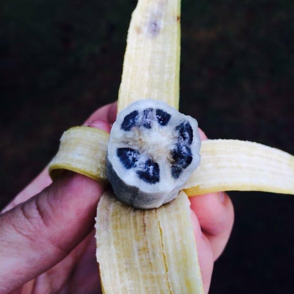 Ever seen a banana with seeds? In one of my trips to Malaysia I found very wild bananas growing in the forest. How wild? Wild enough that it was 70% seed. The seeds were rock hard. Whatever little flesh it had tasted very good though. Floral and sweet, but difficult to eat.
