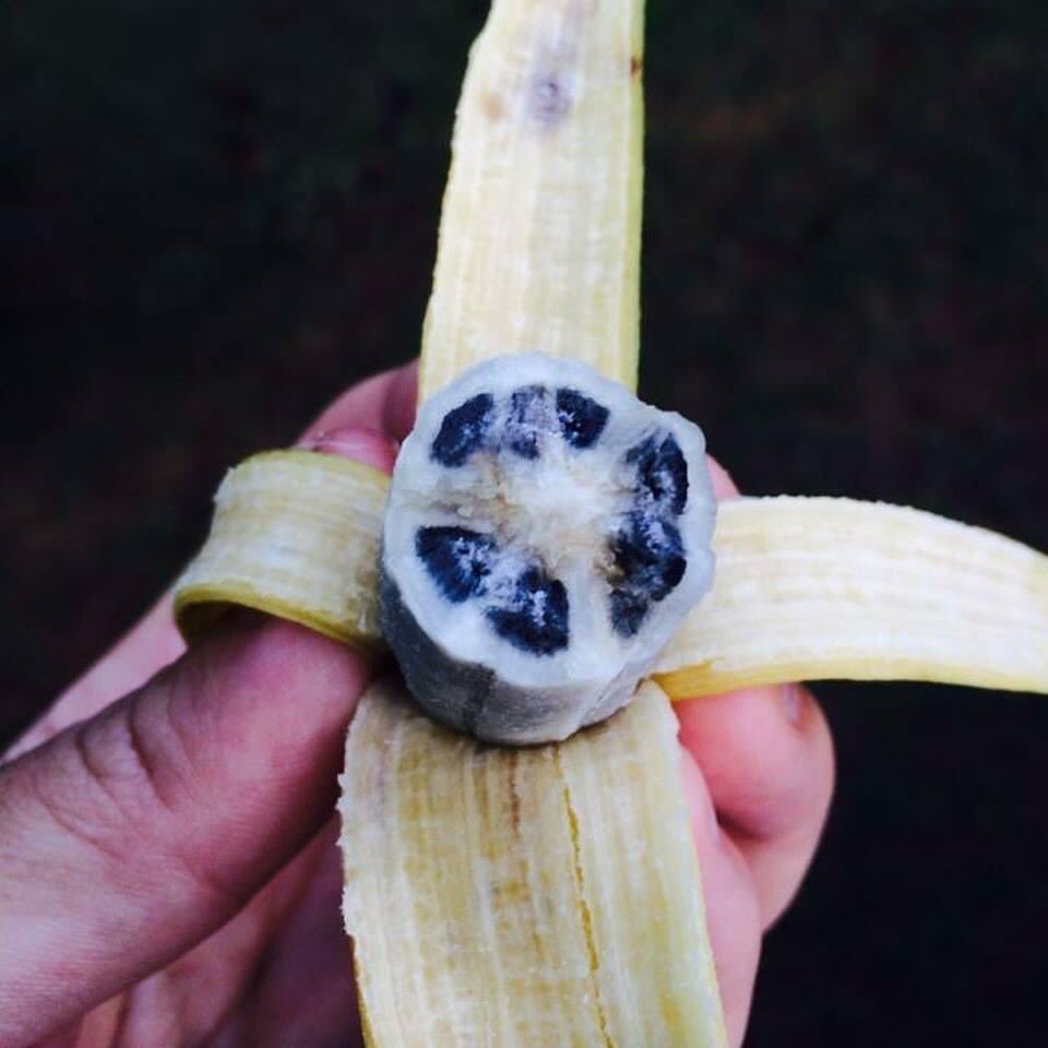 Unripe Bananas Don t Starve Together Suggestions And Feedback unripe-bananas-don-t-starve-together-suggestions-and-feedback
