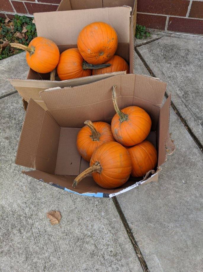 JamesRLowell51's tweet image. No field trips this year, so @KelsayFarms brought the pumpkins to school!  Eric was shaking with excitement! Mia said, I've never had my own pumpkin! TY Kelsey Farms! @brynn_kardash @jessdave5 @DrNHenderson @IPSTZ @KathyJHerald @IPSSchools @LumbleyPat @AleesiaLJohnson