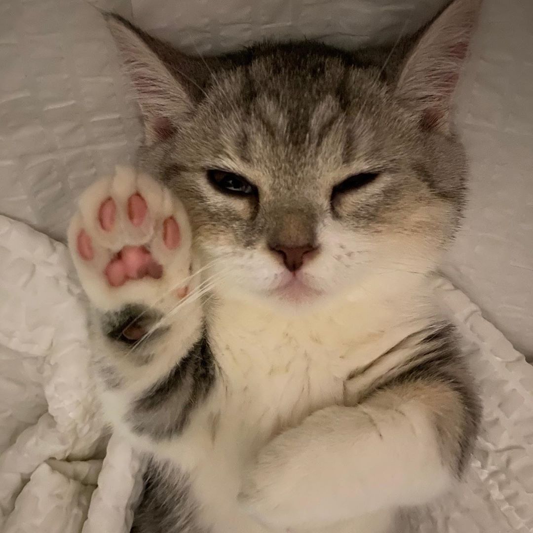 9GAG's tweet photo. Talk to the paw

📸 obokcat | IG https://t.co/E8w52vf8wq