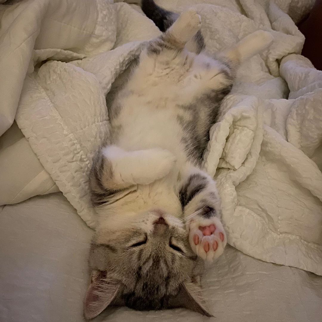 9GAG's tweet photo. Talk to the paw

📸 obokcat | IG https://t.co/E8w52vf8wq