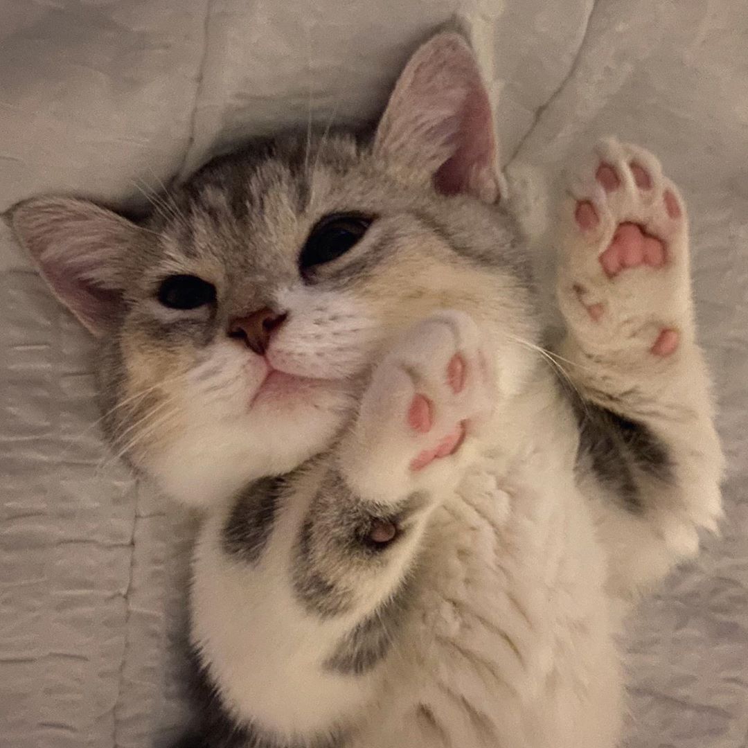 9GAG's tweet photo. Talk to the paw

📸 obokcat | IG https://t.co/E8w52vf8wq