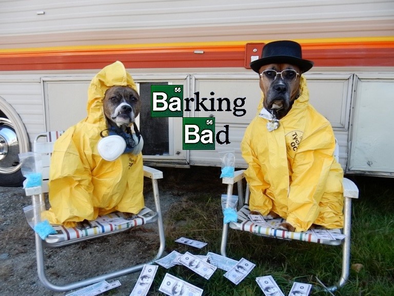 jenngren's tweet photo. @DTownBostonBID ๐ #DoggoneHalloween #DowtownBoston Sprocket & Ratchet as Jesse Pinkman & Walter White #BarkingBad https://t.co/PBPp4jWlAE