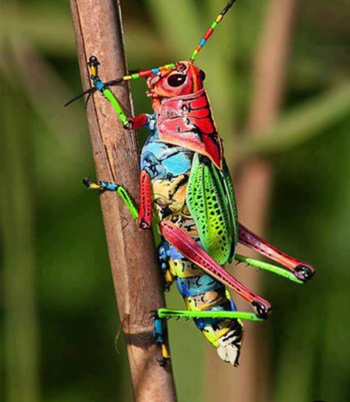 agropecuario_b's tweet photo. Saltamontes arcoiris 
Dactylotum bicolor

Es considerado uno de los insectos más atractivos 

#naturelovers https://t.co/HwwvYEXiTG