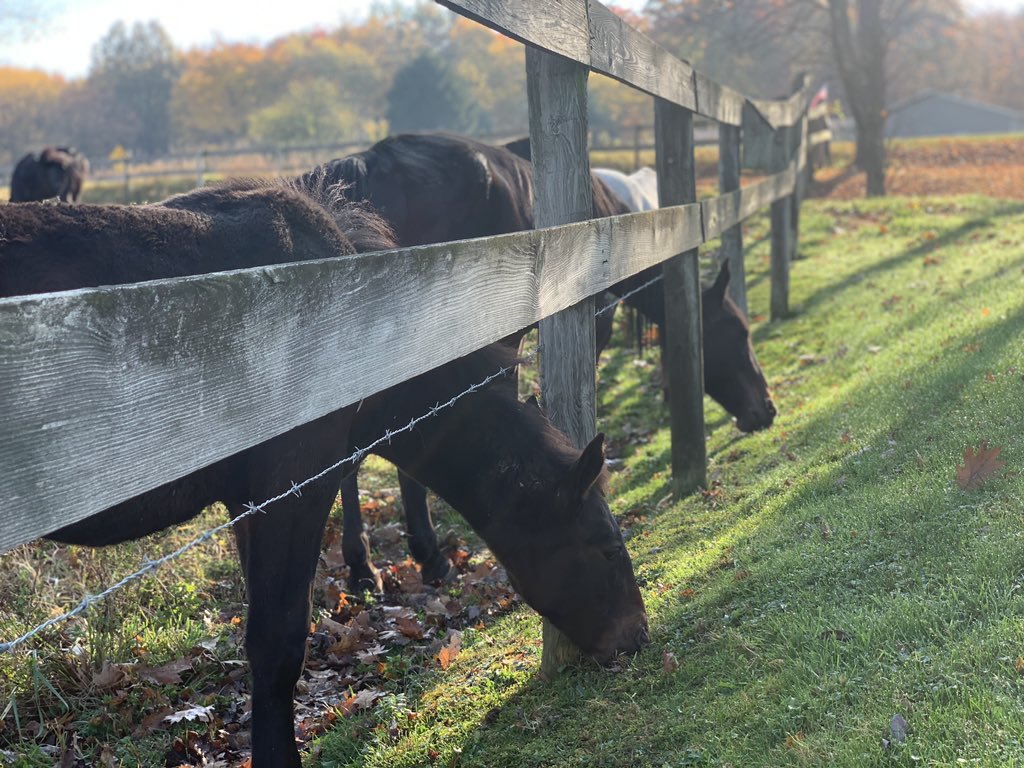pemcakes's tweet photo. Hay thanks for sticking your neck out to provide some perspective today, neighbor. 🐴 
#GrassIsGreener 🟩 https://t.co/u7KOVvO5pG