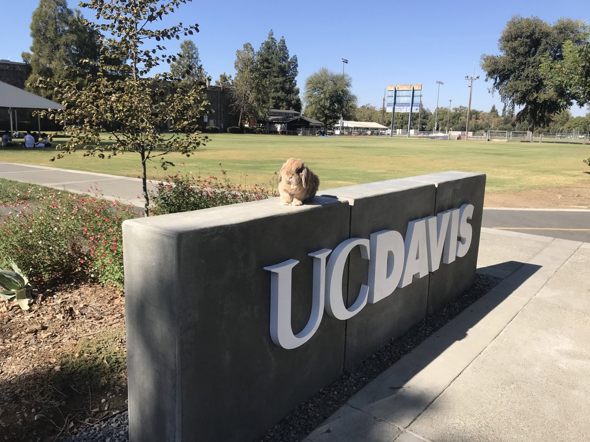 ucdbunny's tweet photo. Just little ol’ me out and about, meeting new friends today! ❤️💙💛🐇🥰 #ucdavis #GoAggies 💙💛 https://t.co/3w7DrIQqi9