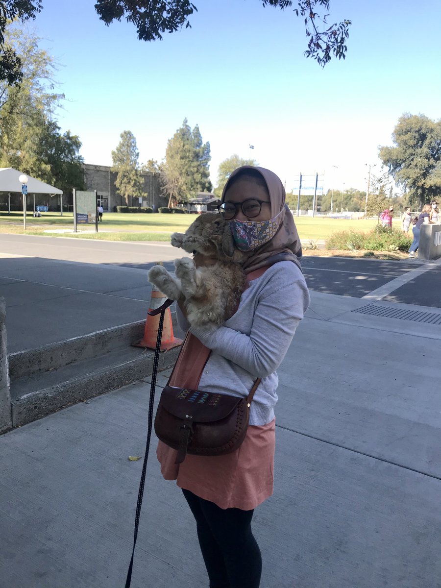 ucdbunny's tweet photo. Just little ol’ me out and about, meeting new friends today! ❤️💙💛🐇🥰 #ucdavis #GoAggies 💙💛 https://t.co/3w7DrIQqi9