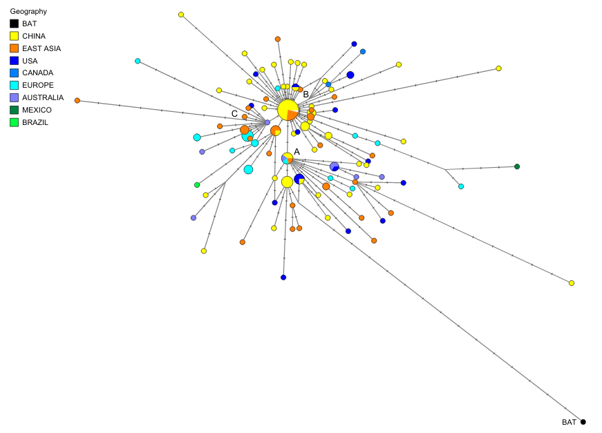 SAUF QUE l& #39;analyse phylogénétique réalisée par Peter Forster montre que le   #SARSCoV2 est un peu trop éloigné de Bat-SARSr-CoV RaTG13 et a fortiori de n& #39;importe quel autre coronavirus de chauve-souris séquencé.Source:  https://www.pnas.org/content/1... class=