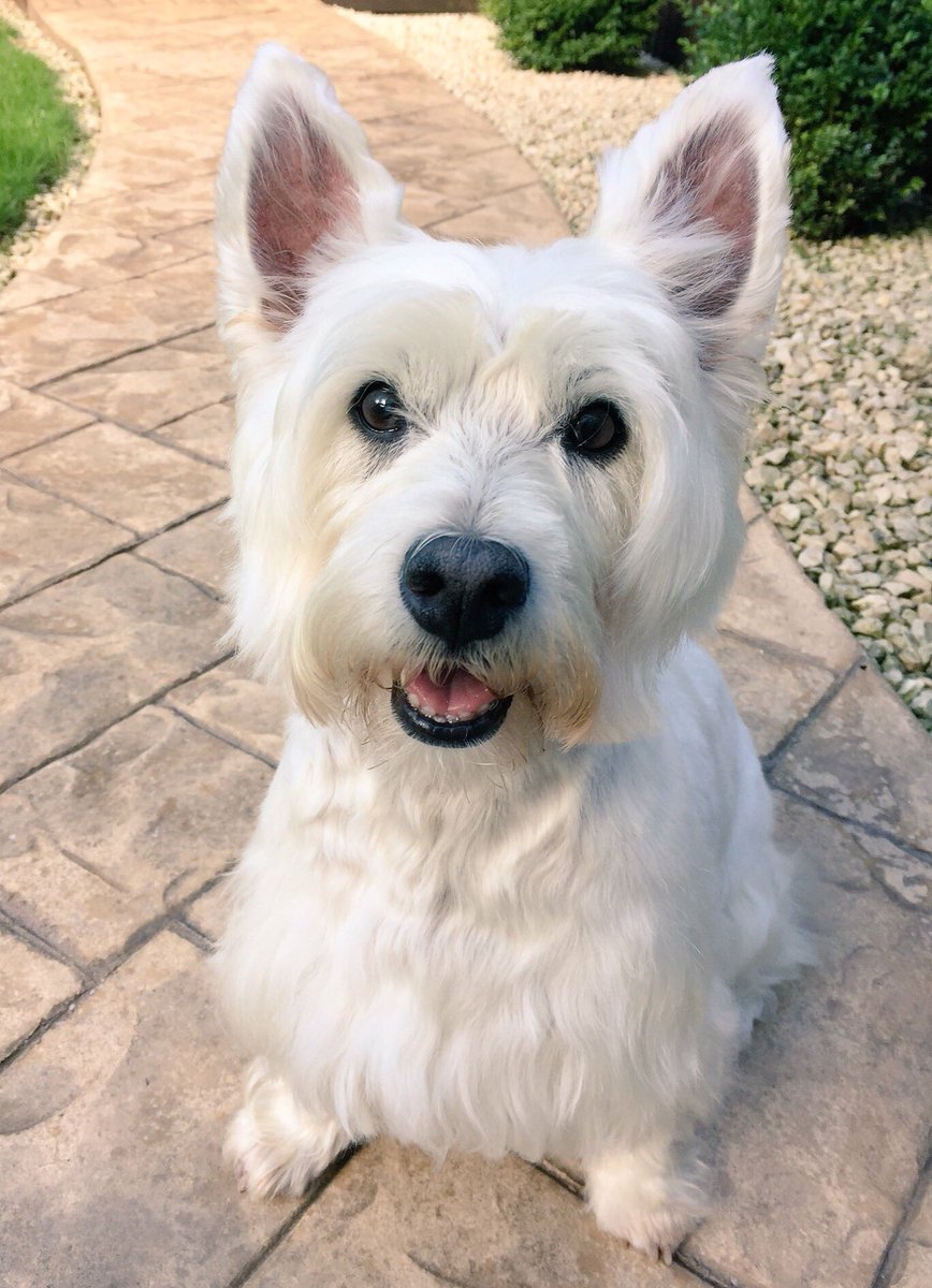 kikostott1's tweet photo. 19.05.2007 - 24.10.2020, RIP our darling Kiko. #ZSHQ https://t.co/sUsmYTNVbC
