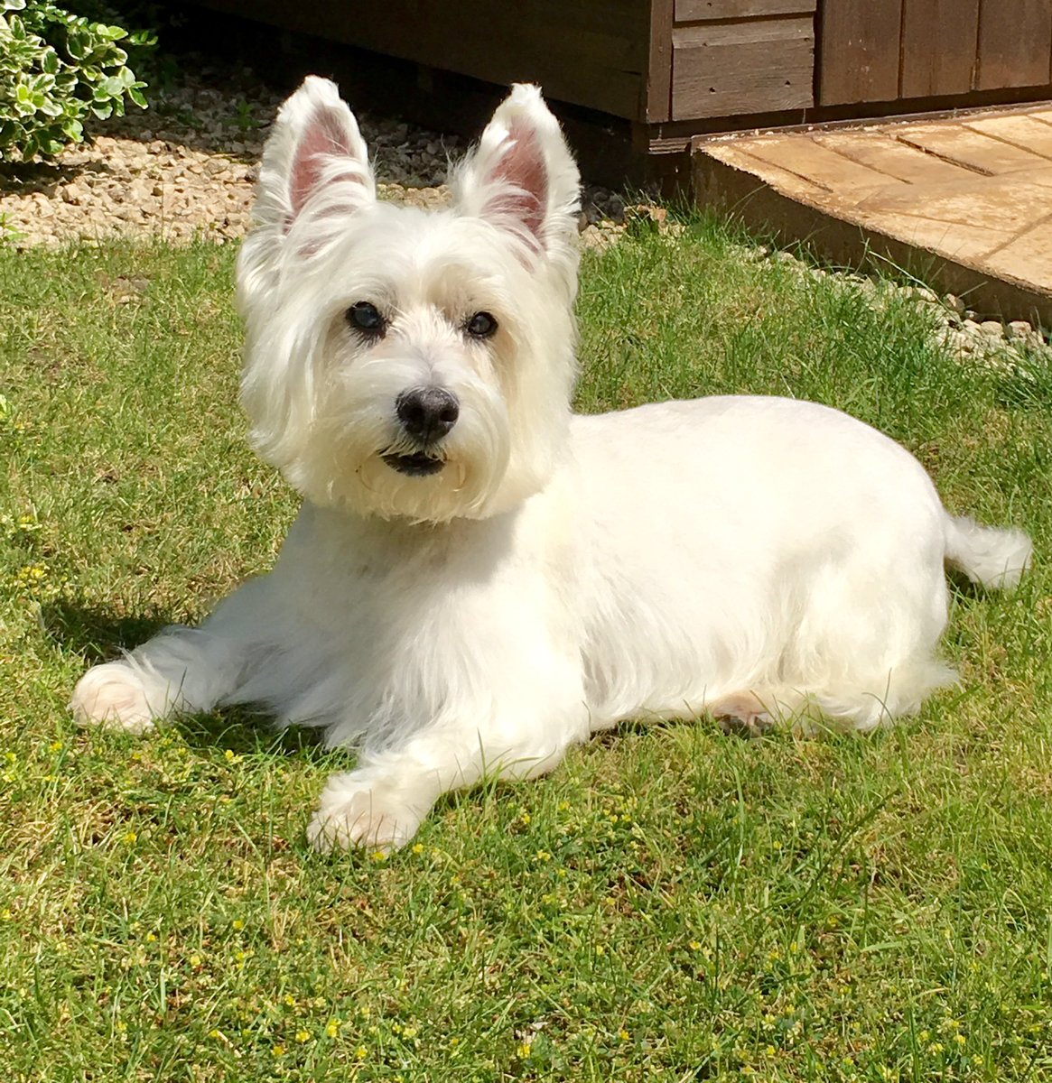 kikostott1's tweet photo. 19.05.2007 - 24.10.2020, RIP our darling Kiko. #ZSHQ https://t.co/sUsmYTNVbC