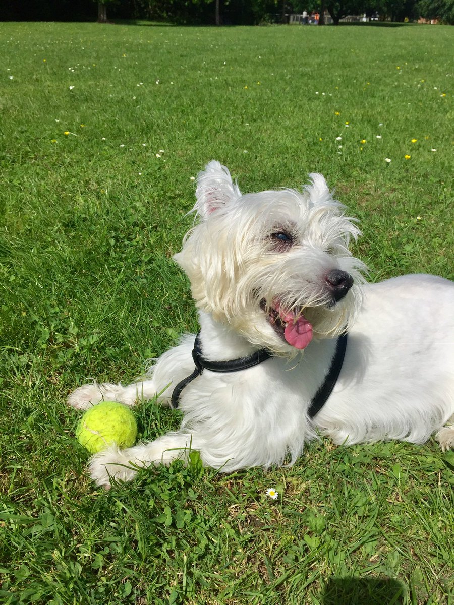 kikostott1's tweet photo. 19.05.2007 - 24.10.2020, RIP our darling Kiko. #ZSHQ https://t.co/sUsmYTNVbC