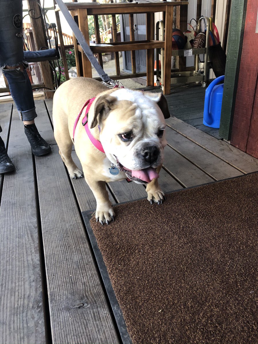 SMRCamping's tweet photo. Meet one of the many pups that stop to rest their paws at Saddle Mountain 🐶 This is Potato and she loves nature and the outdoors just like her owners 😎🌲🍁 #puppy #carmel #dog #doge #camping #glamping https://t.co/CjvLTUth0k