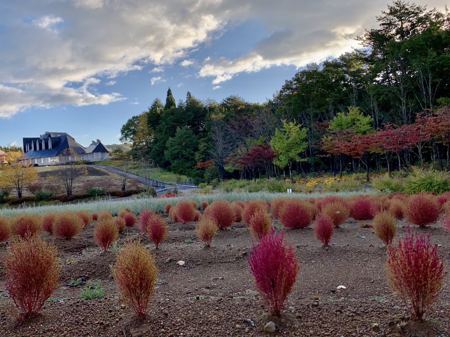 ひるがの高原 牧歌の里 公式 コキアは紅葉を超えました カッコいい黄色 金色 になって朝日に輝いてます 牧歌の里 コキア T Co J5yaityw7b Twitter