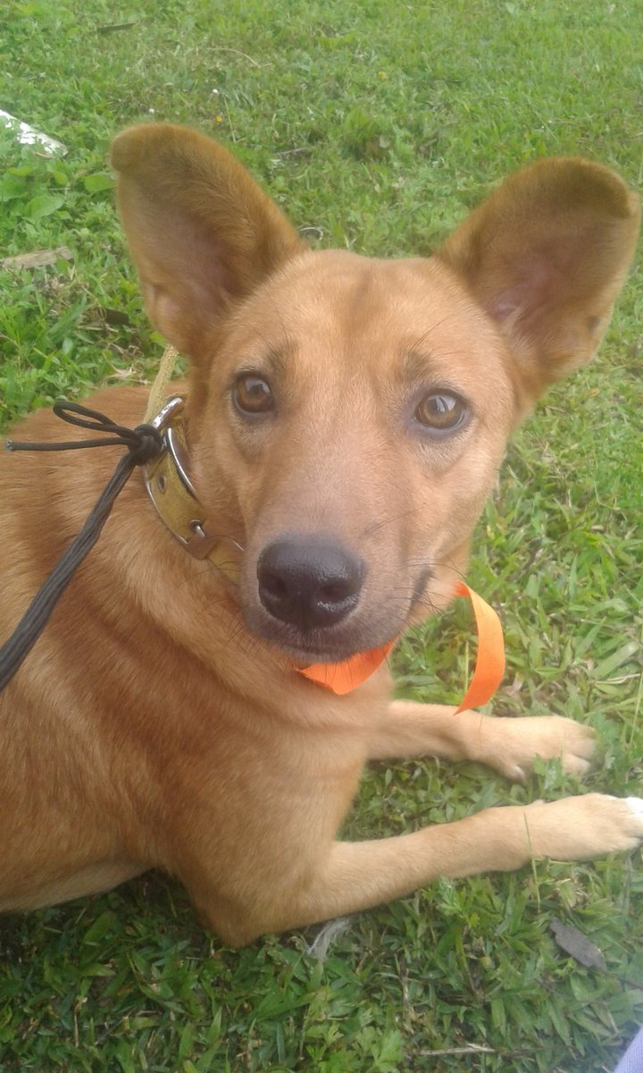 PerritosVzla's tweet image. Candy Y Negra Pantera esterilizadas hoy. Gracias al aporte de todos pudimos llegar al monto. Kalua ya quedará para el próximo mes no fue porque estuvo vomitando y no era prudente.  Ahora estas dos  bellas a recuperarse. Gracias. Rescata adopta apadrina 🐕🤗