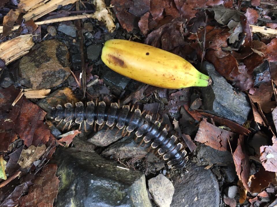 More finger bananas. This one next to a millipede in Sumatra. Banana for scale part 3.