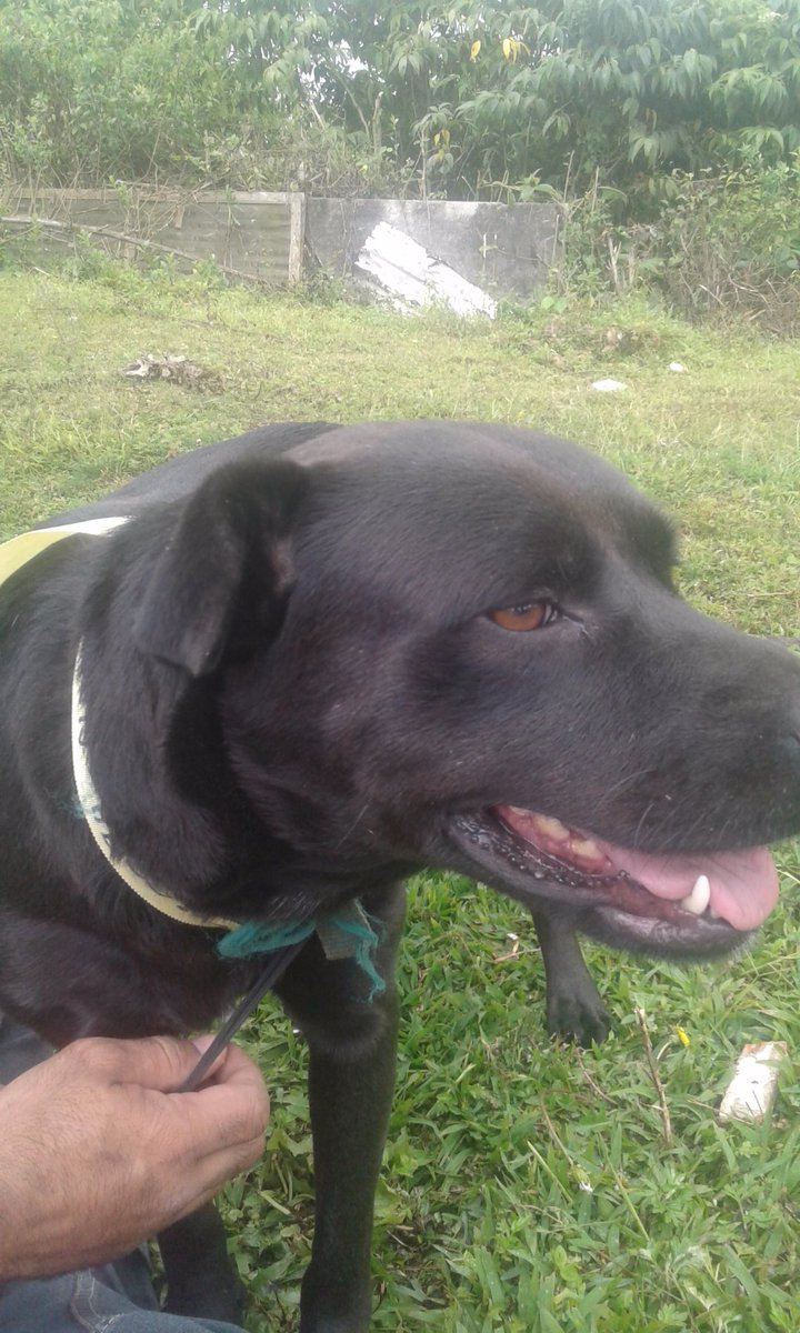 PerritosVzla's tweet image. Candy Y Negra Pantera esterilizadas hoy. Gracias al aporte de todos pudimos llegar al monto. Kalua ya quedará para el próximo mes no fue porque estuvo vomitando y no era prudente.  Ahora estas dos  bellas a recuperarse. Gracias. Rescata adopta apadrina 🐕🤗