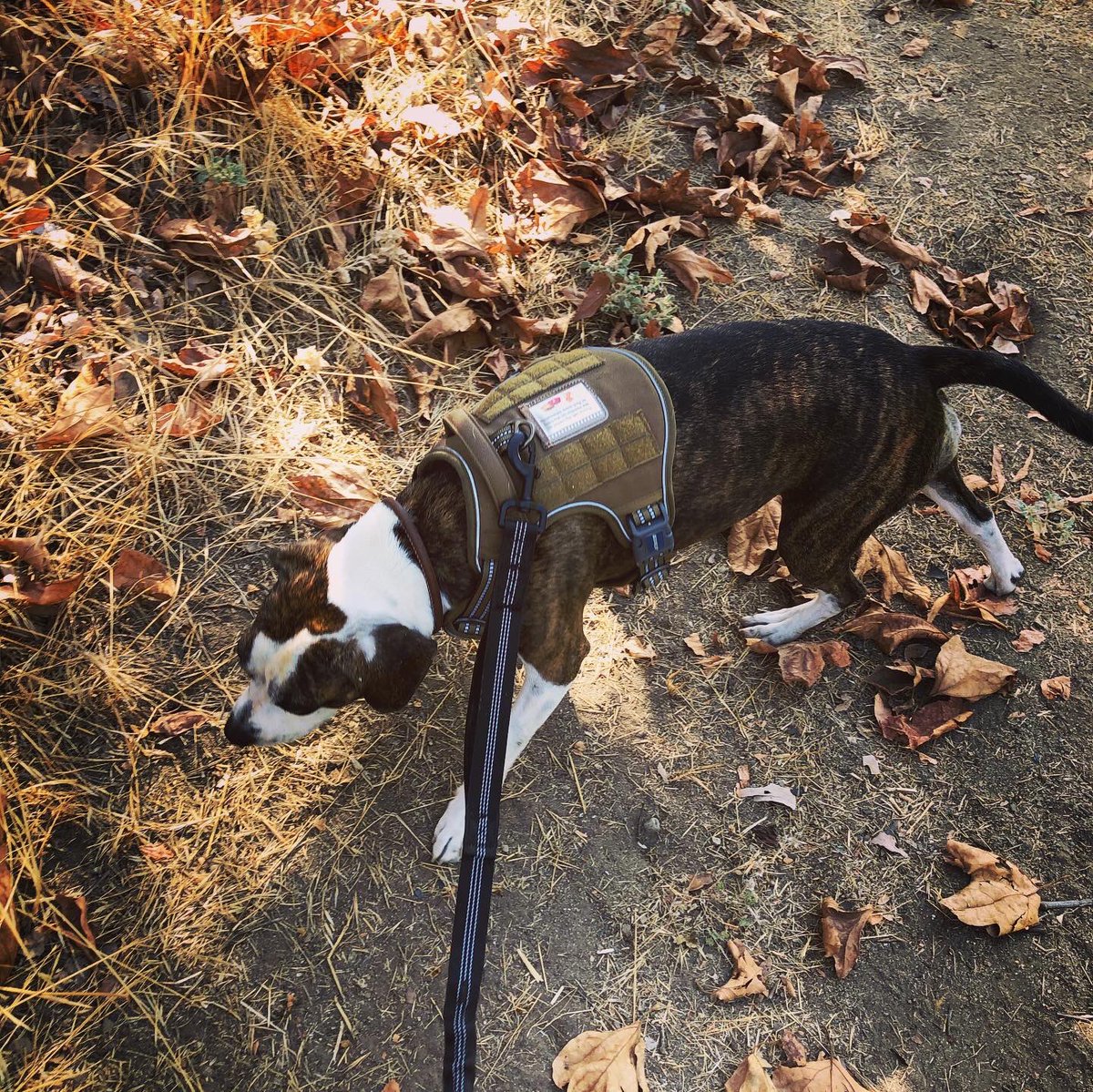 riff_whiff's tweet photo. Riff the Whiff at work. So proud of well she did today!!! #scatdog #riffthewiff #conservationdogs #scathappens #workingdog https://t.co/QqHMjw3s0V