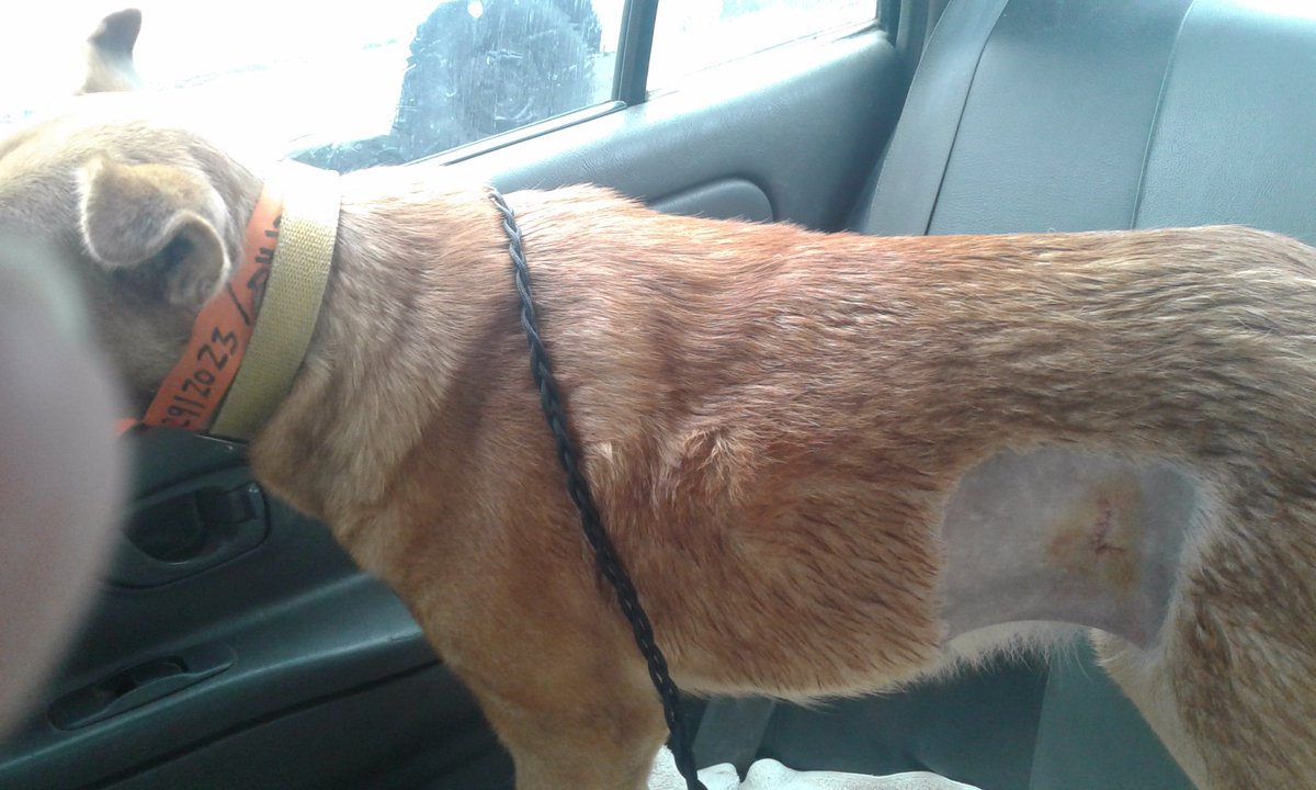 PerritosVzla's tweet image. Candy Y Negra Pantera esterilizadas hoy. Gracias al aporte de todos pudimos llegar al monto. Kalua ya quedará para el próximo mes no fue porque estuvo vomitando y no era prudente.  Ahora estas dos  bellas a recuperarse. Gracias. Rescata adopta apadrina 🐕🤗