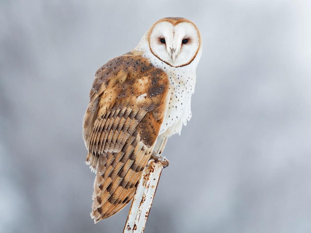 ParadiceOf's tweet photo. Good afternoon! Heading into the realms of our night owls, so order your Barn Owl dice today!

https://t.co/vRsvjXTPfV

#dice #dnd #kickstarter #BirdsofParaDice #dice #dicegoblin https://t.co/OvZSKMvwtK