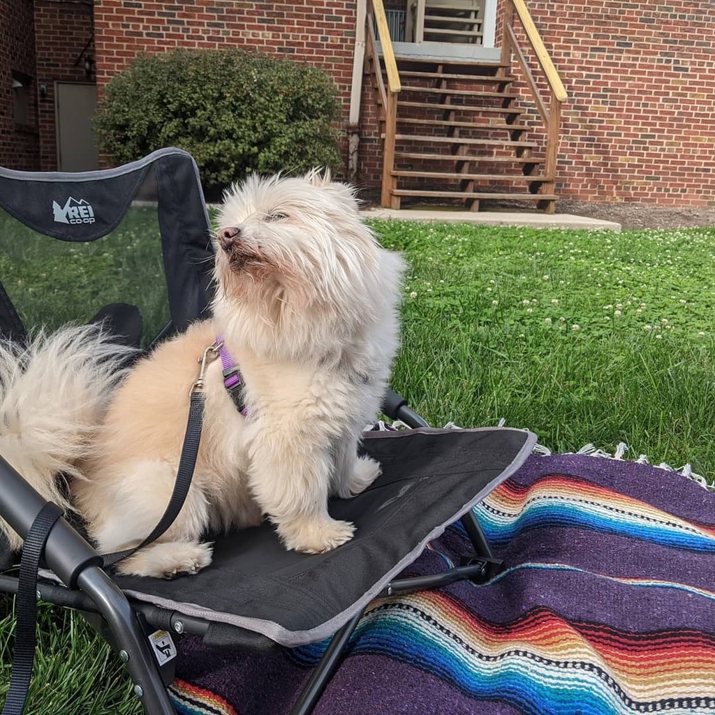 nigelpetrie's tweet photo. Mom is doing homework while I bask in the fall sunshine. Dad left so I stole his seat.

#nigel #nigelgram #nigelsayswtf #pomsofinstagram #pomeraniansofinstagram #pomeranianmix #dogsofinstagram #rescuedogs #rescuedogsofinstagram #seniordogs #adoptdontshop… https://t.co/4k1pYP5iFn https://t.co/N0mm28v4kb