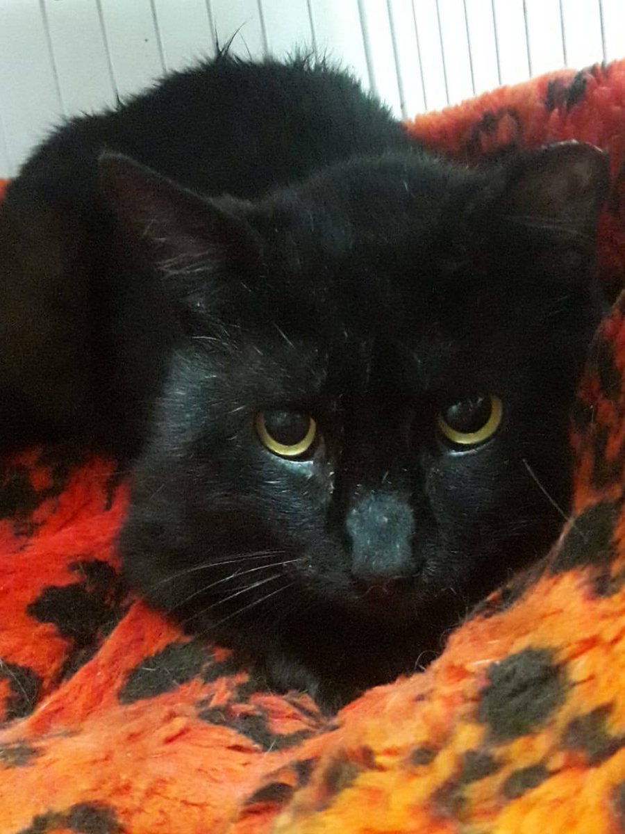 DeGatitos_'s tweet photo. #DonCachettesII
Don Cachettes dos !!!
Ayer lo llevamos de urgencia al veterinario y confirmó que sí fue atacado por un perro
Aprovechamos la anestesia y fue esterilizado. https://t.co/kbTnoa9OaJ