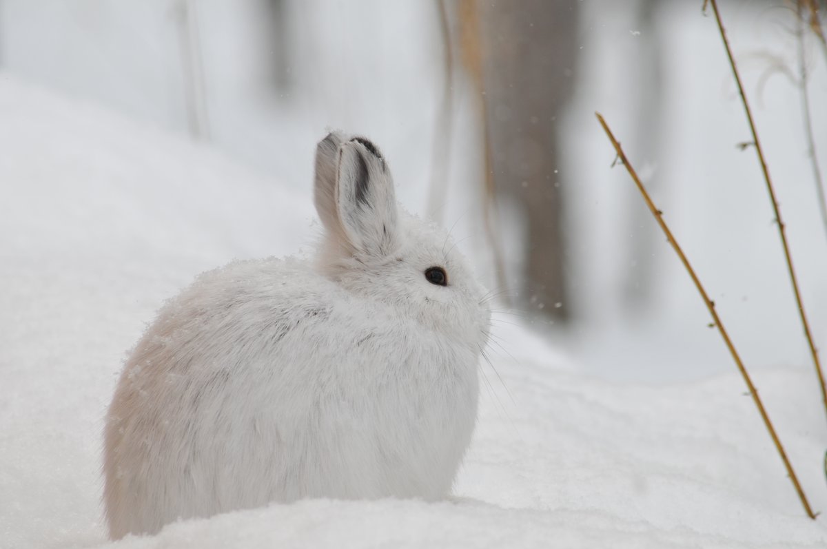 A close-up shot of a white snowshoe hare sitting in the snow. 