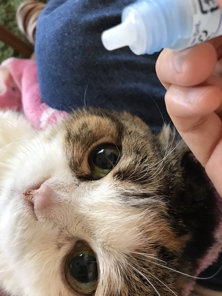 Mio 13歳半を迎えたスコティッシュフォールドの愛猫は今年に入ってから体調不良続きで動物病院に通院しまくり 早く良くなってネ 目が大きいと目薬さしやすくて助かる