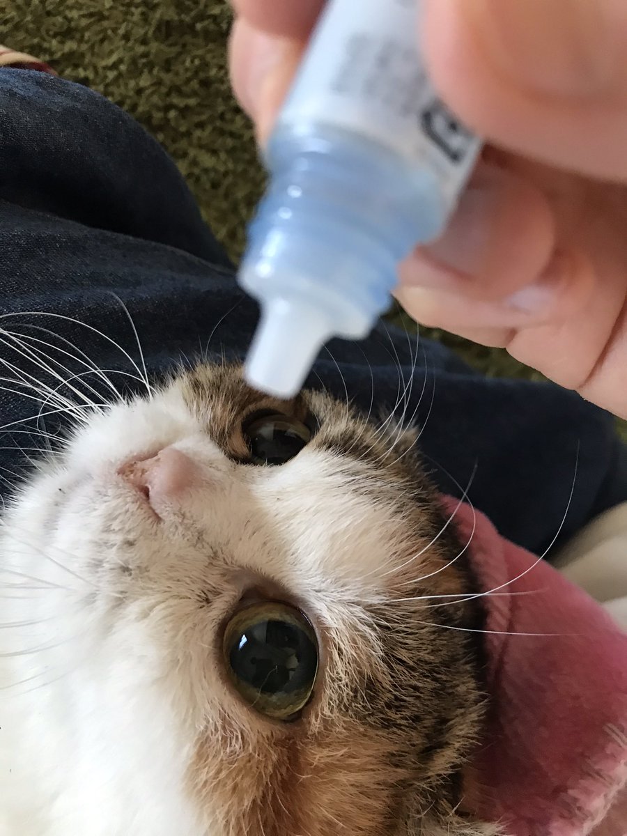 Mio 13歳半を迎えたスコティッシュフォールドの愛猫は今年に入ってから体調不良続きで動物病院に通院しまくり 早く良くなってネ 目が大きいと目薬さしやすくて助かる