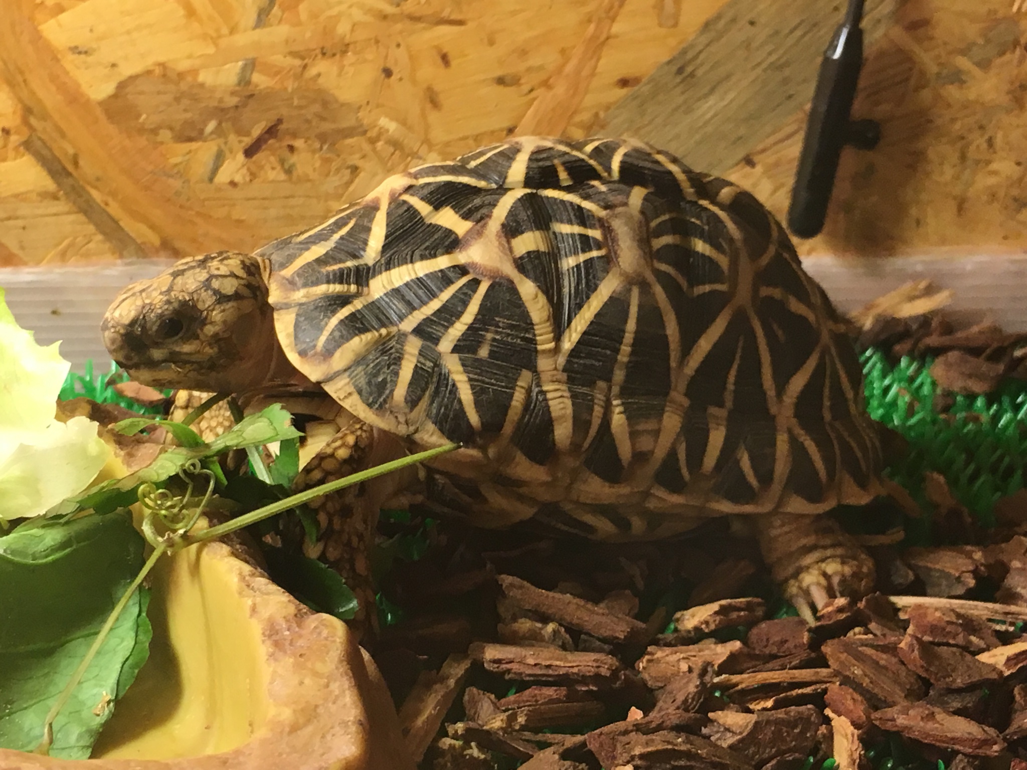 Ns この子は東京のブリーダーさんから直接買った 現在1匹同じ3歳 インドホシガメまだ販売してると思います アダルト ビルマホシガメも販売してます サイテス登録済みです ホシガメを探してる方ブリーダーさんに関して気軽にdmください ブリーダー