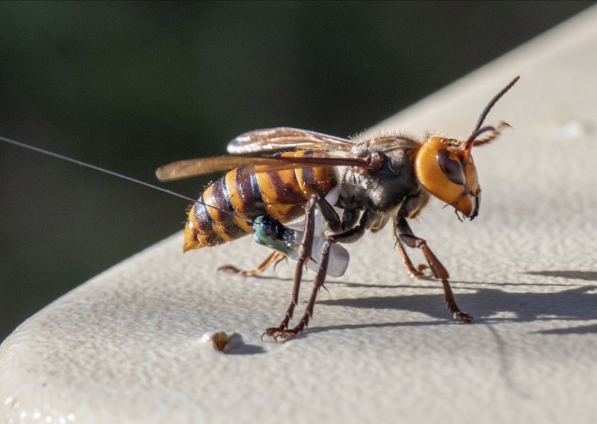 Entomologists found the basketball-sized nest, which was in a tree cavity in Blaine, WA, after several attempts to attach radio trackers to captured wasps with glue and dental floss. Sometimes the tracker fell off or the wasp chewed through the floss. Finally one worked.