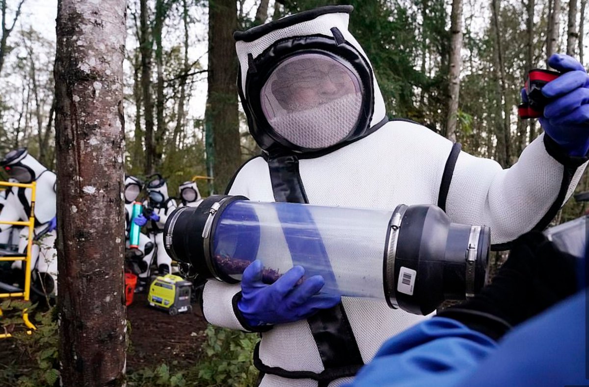 The photos from this operation to eradicate murder hornets in Washington state are something.  https://www.dailymail.co.uk/news/arti...
