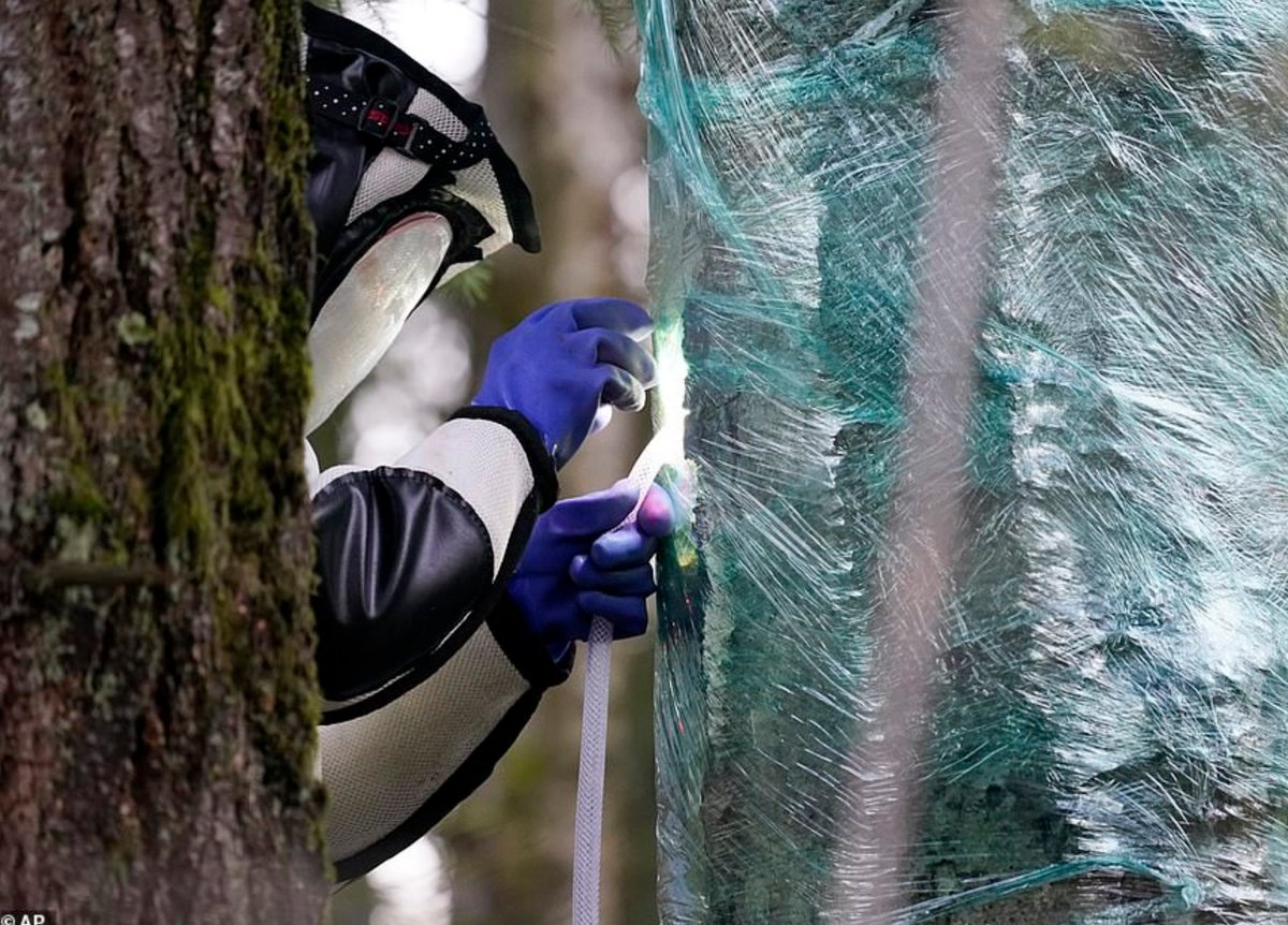 The photos from this operation to eradicate murder hornets in Washington state are something.  https://www.dailymail.co.uk/news/article-8873451/Washington-state-discovers-murder-hornet-nest-US.html