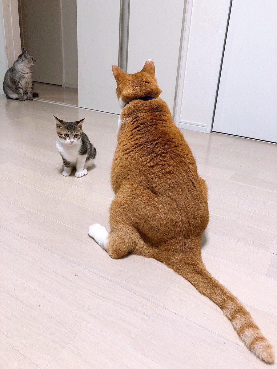 なおにゃお Vwvwwlzddrdaw Twitter