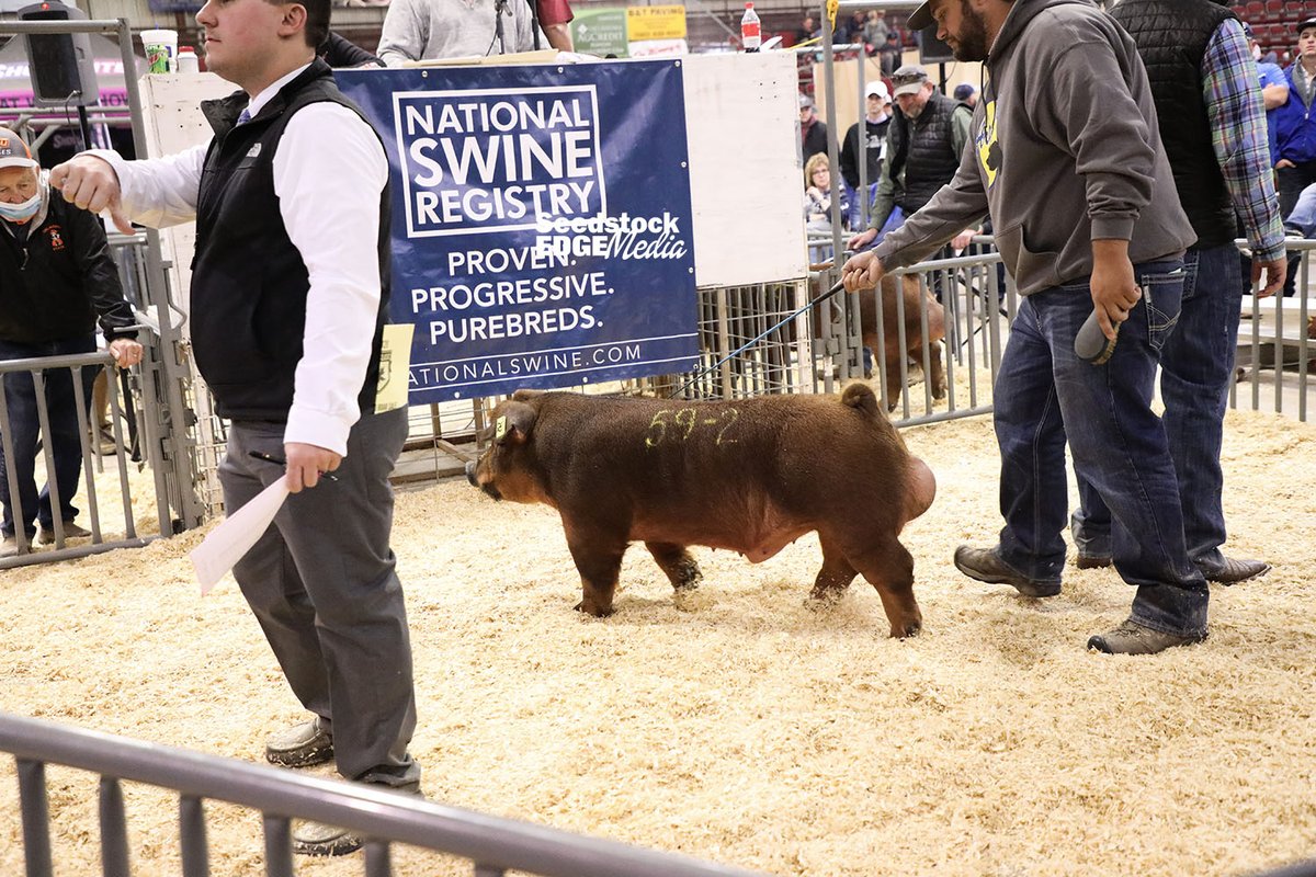 NationalSwine's tweet photo. Arkfeld Genetics, Nebraska, topped the #FallClassic2020 Duroc Sale. This son of HGHG9 Incognito 3-5 sold to Chad Hill Durocs, Texas, for $27,000. For more sale results, visit https://t.co/u72o1RGxGz. https://t.co/iig68tCe84