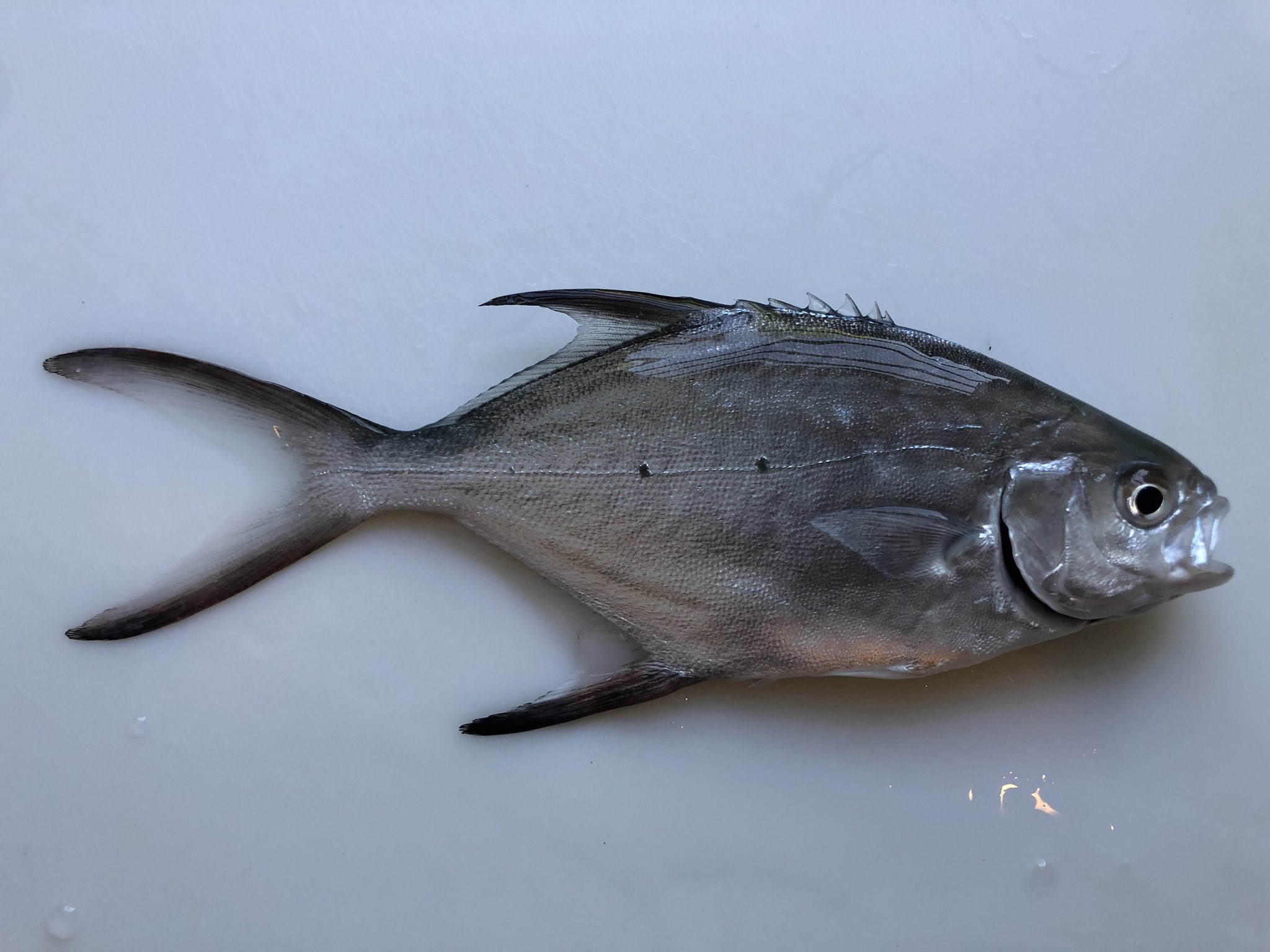 تويتر 越智俊介 على تويتر 浜辺で釣れたこの魚 種類がわからないのですが知ってる方いますか 15センチくらいで体の中央に2つの 黒い点があります 釣り 魚の種類 T Co Cuxzshvii3