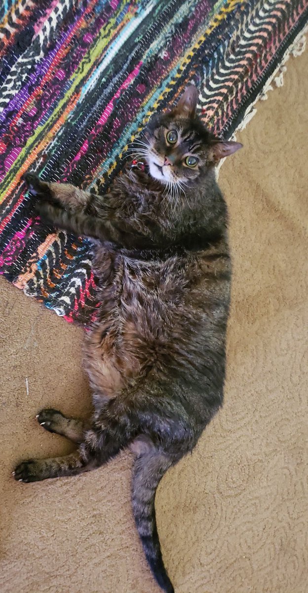 DamnSlice's tweet photo. I almost never tweet, and I'm a few days late on this, but we lost a real one this week. R.I.P. Roary, you were the best dog-cat a person couldve ever asked for. 16 years young. I'll see ya again someday ❤ https://t.co/RR7qVdJEb2