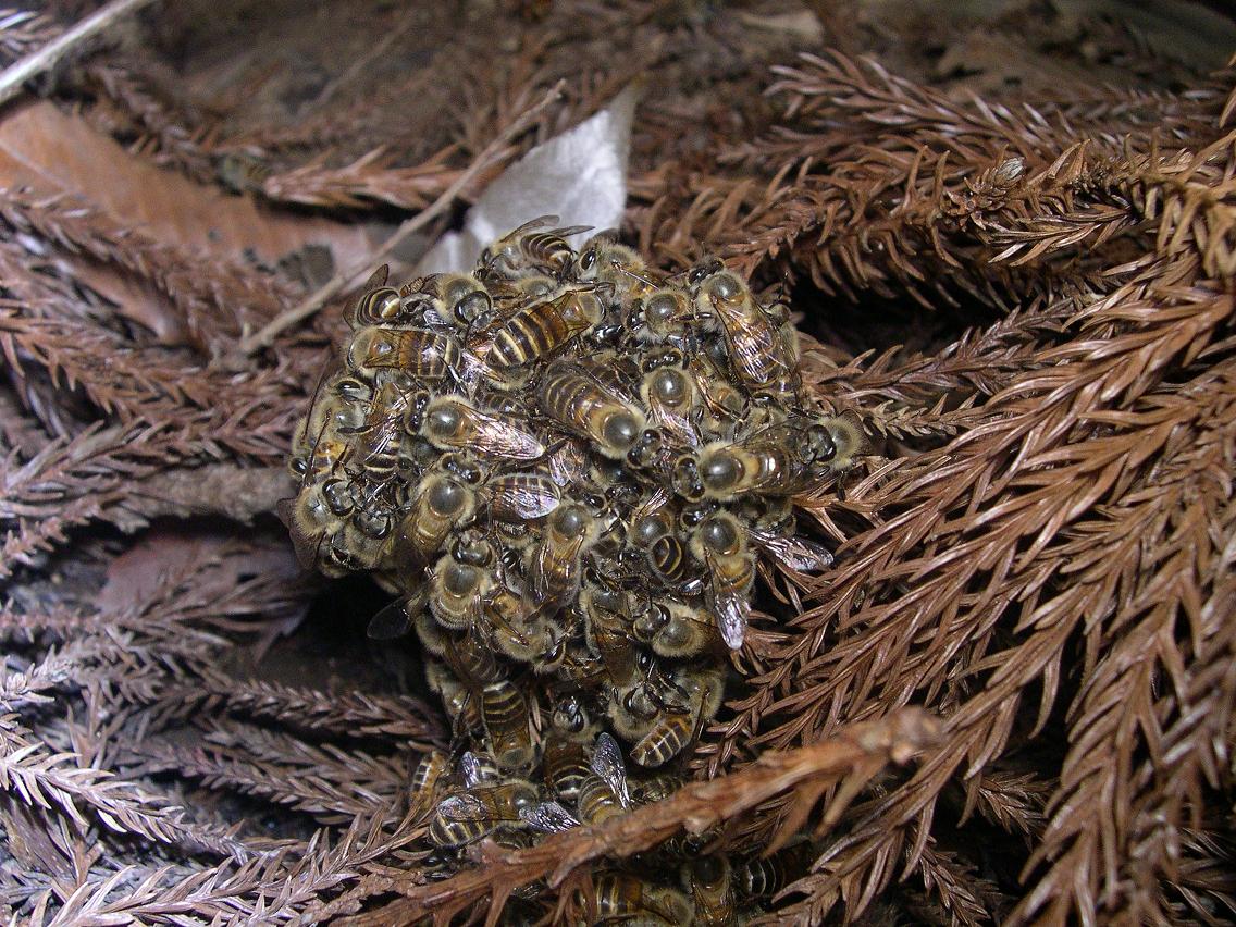 Japanese honey bees have developed a defense against Asian giant hornets: if a hornet invades, the bees envelop it, beating their wings furiously until they cook and suffocate the hornet to death.Unfortunately honey bees and native bees in N. America do not have this defense.