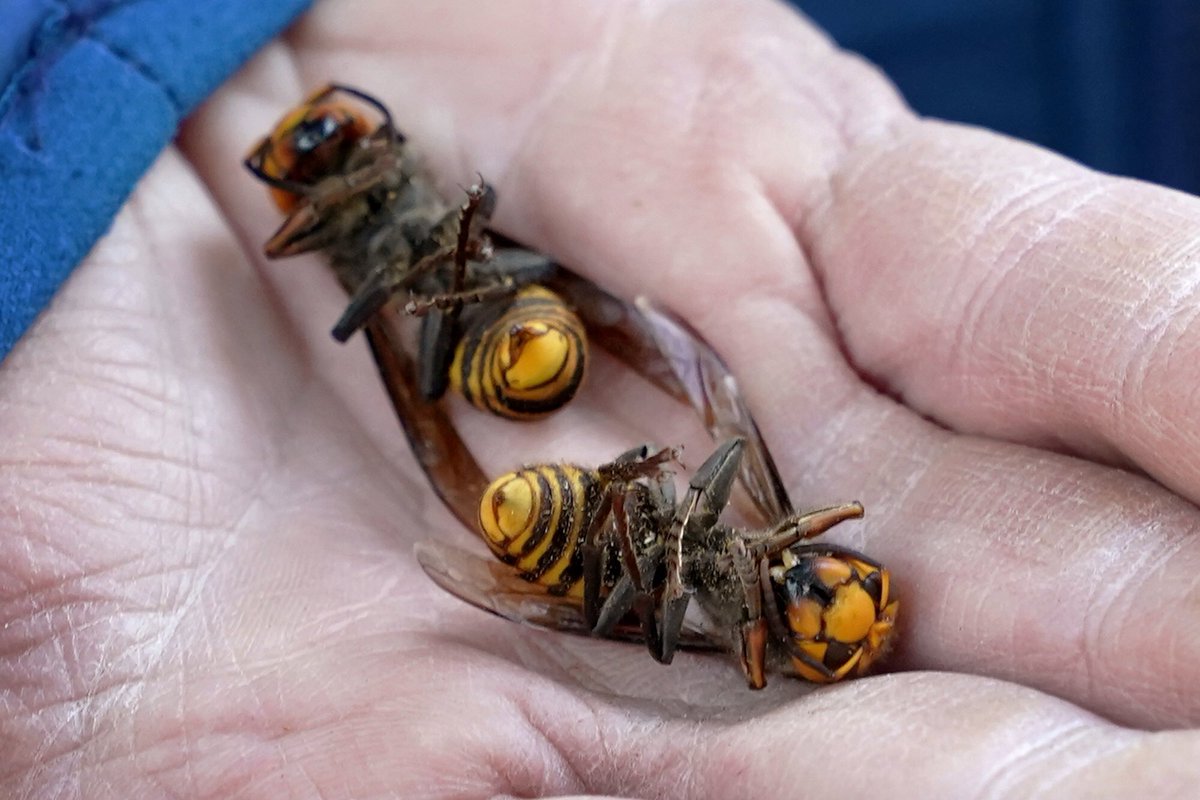 ElaineMThompson's tweet photo. Quite a morning shooting Asian giant hornets and our WA Ag workers taking them out in Blaine. Love those sting-resistant suits they wear! #MurderHornets https://t.co/K2ZmASinUs