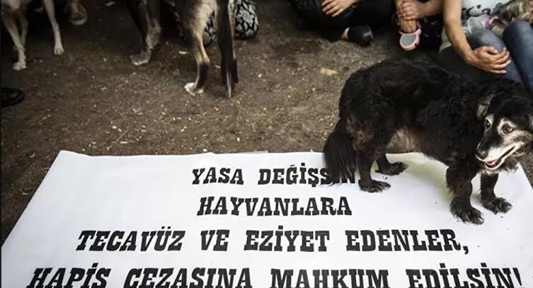 graywolf029's tweet photo. Bi bitmediniz arkadaş😡
 #HayvanHaklarıYasasıHEMEN https://t.co/9PUe1qWM7q